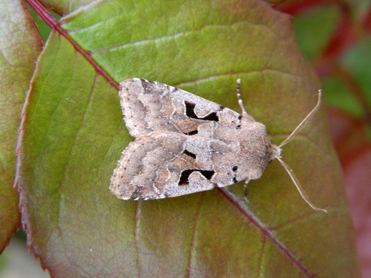 Orthosia (Semiophora) gothica - Noctuidae